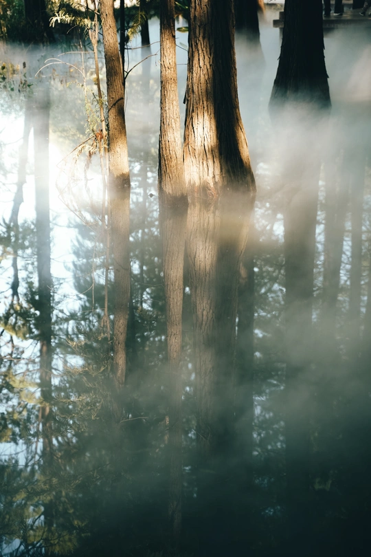 沼泽地上的树木笼罩在雾气中