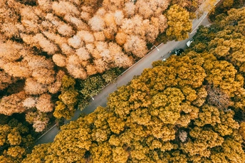 秋天森林中的公路上的汽车
