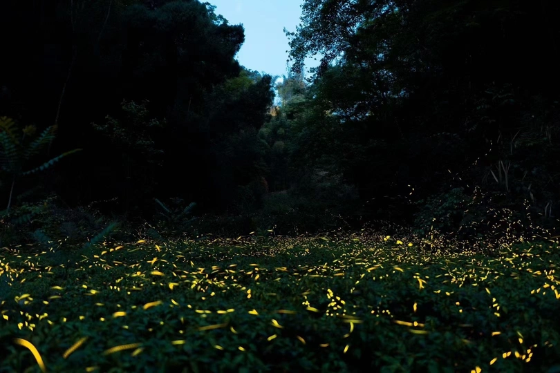 夜晚森林中的黄光小径