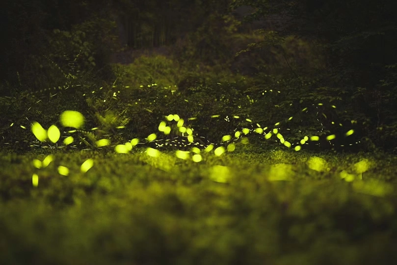 萤火虫在夜晚的黑暗森林中