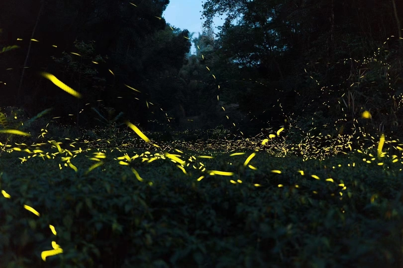 夜晚的黑暗森林 黄色灯光