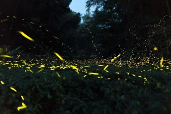 夜晚的黑暗森林 黄色灯光