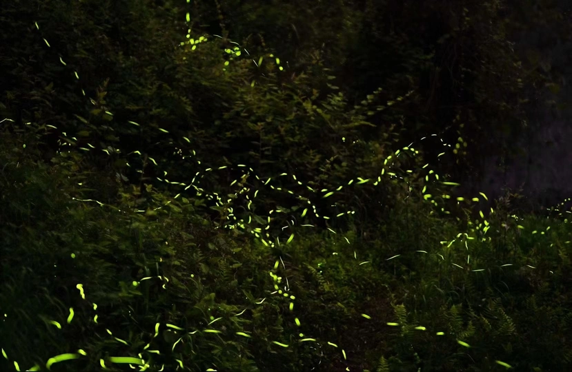 夜晚的黑暗原野 高草和绿树