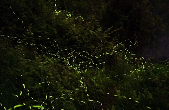 夜晚的黑暗原野 高草和绿树