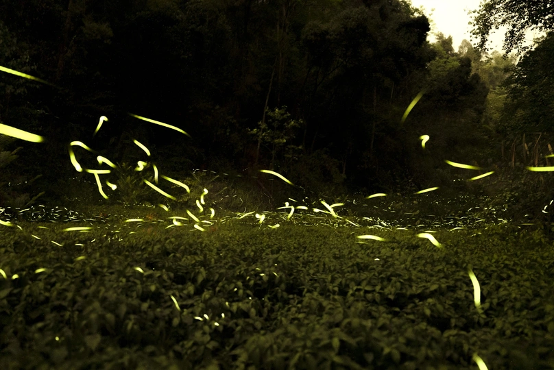 夜晚的黑暗草地