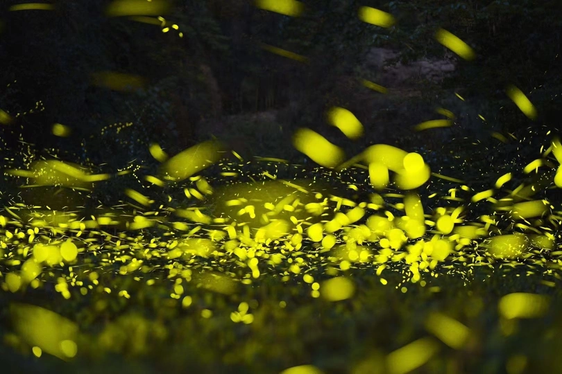 夜晚森林里的黄灯