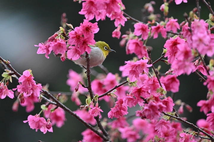 樱花&amp;绣眼