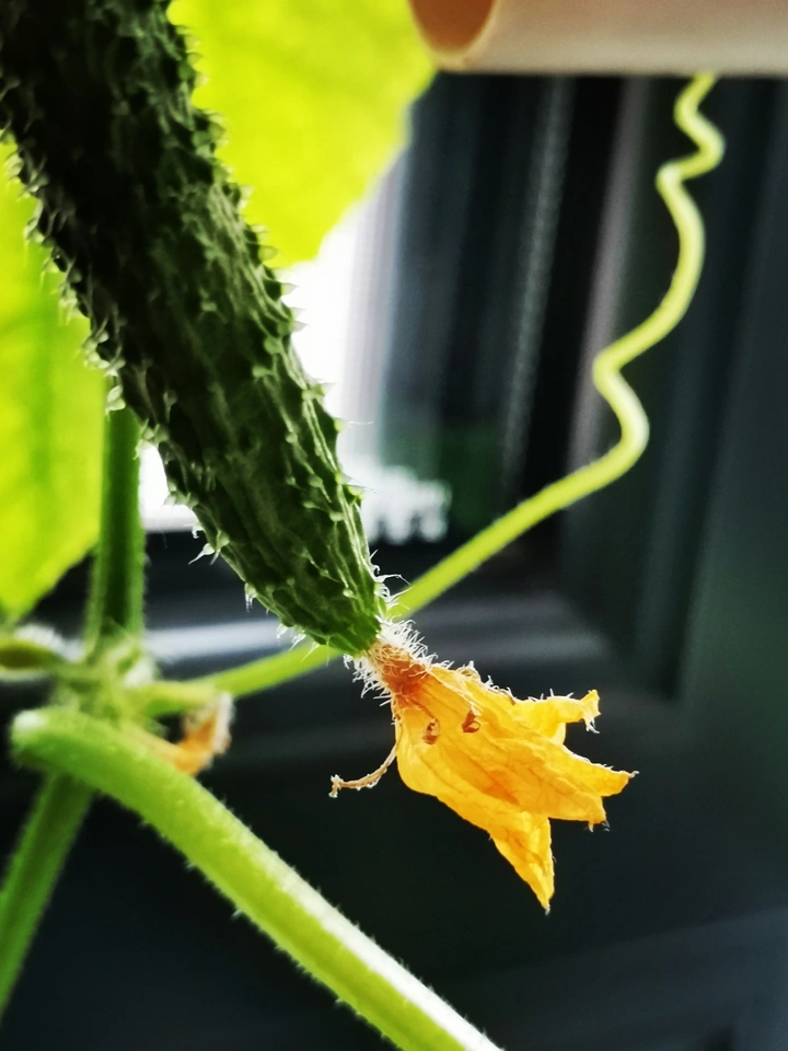 黄花