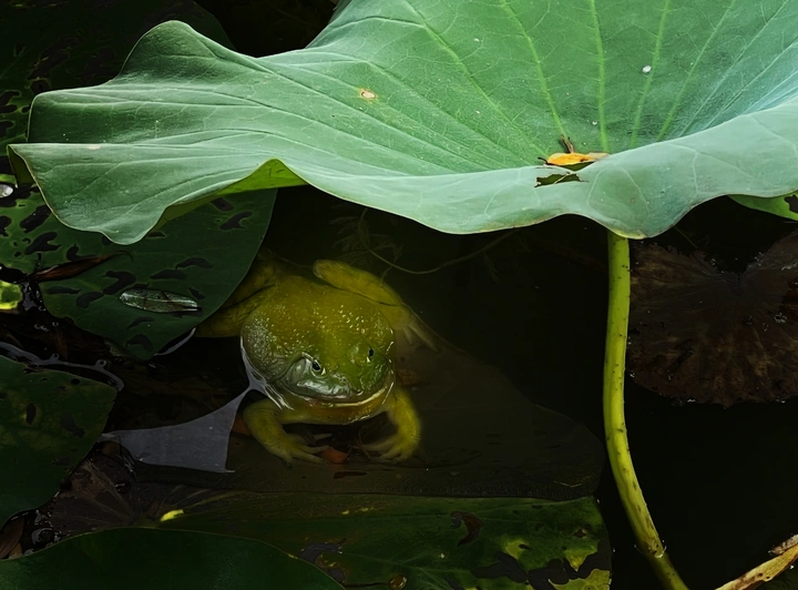 荷荫•惬意