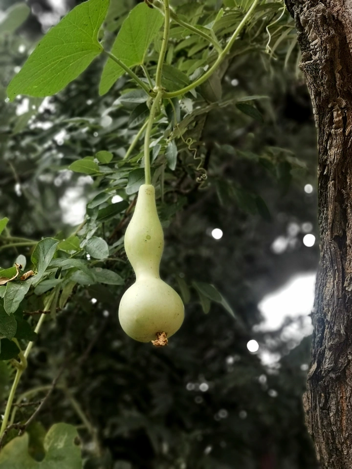 宝葫芦