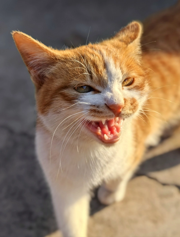 橘猫迎客