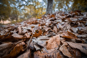 森林中的一片落叶地毯 背景中有树木。