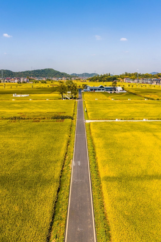 中间有黄稻田的一条路