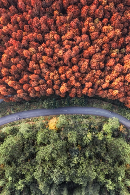 彩色树木环绕的道路上的飞行汽车