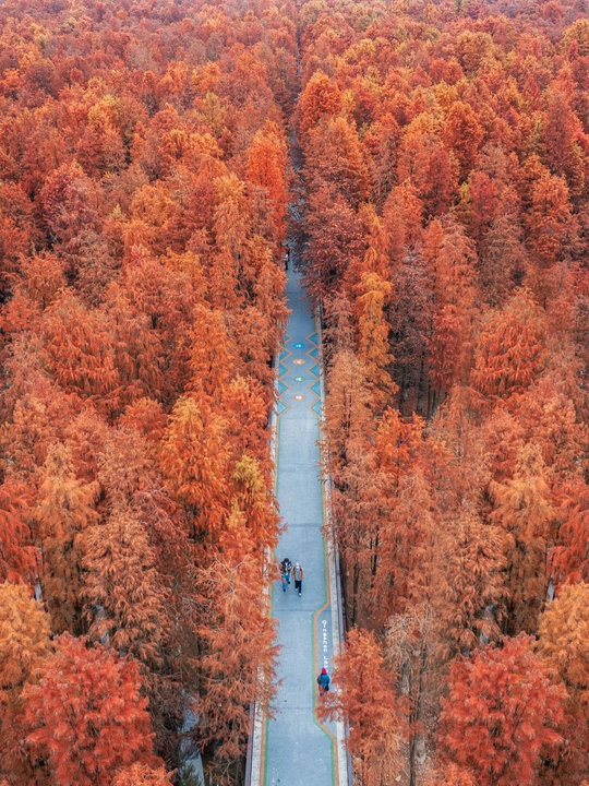 沿着被树木环绕的道路行走的秋天的人们