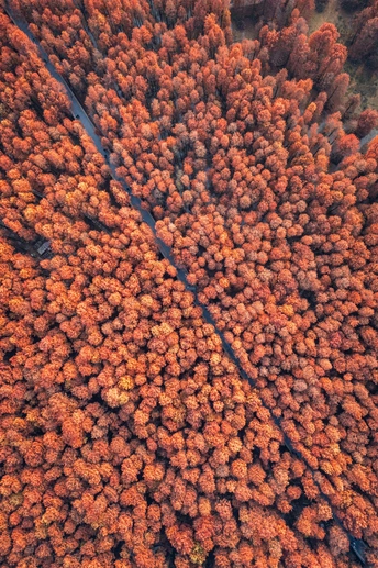 彩色树木的森林 aerial view