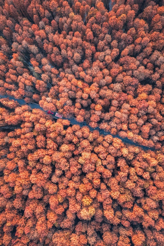 秋日森林中的公路上的飞行汽车