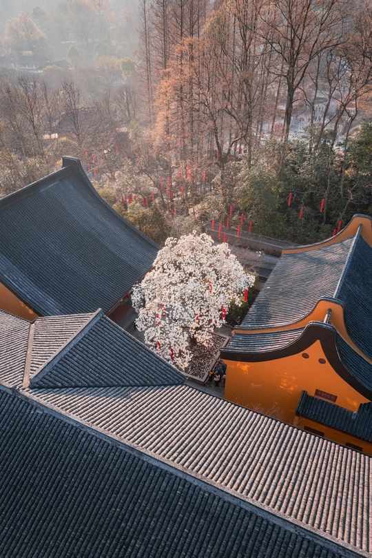 建筑的屋顶 背景中有树木