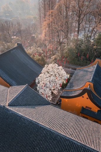 建筑的屋顶 背景中有树木