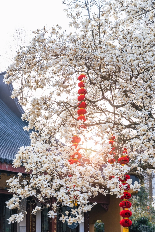 挂满白花和红灯笼的寺庙