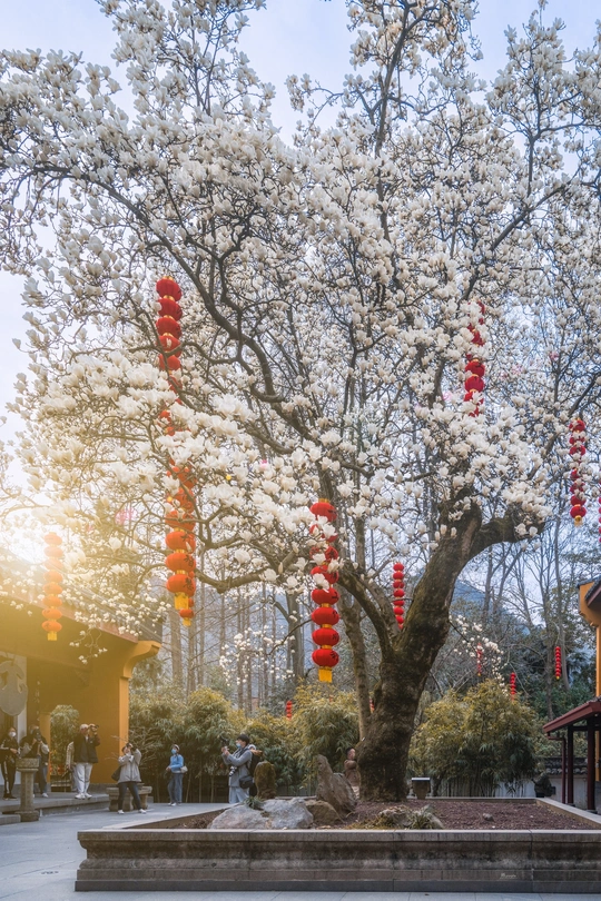 白色花瓣的寺庙和红灯笼