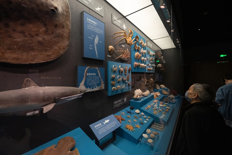 人们在一间墙上有填充动物的房间里观看展览。