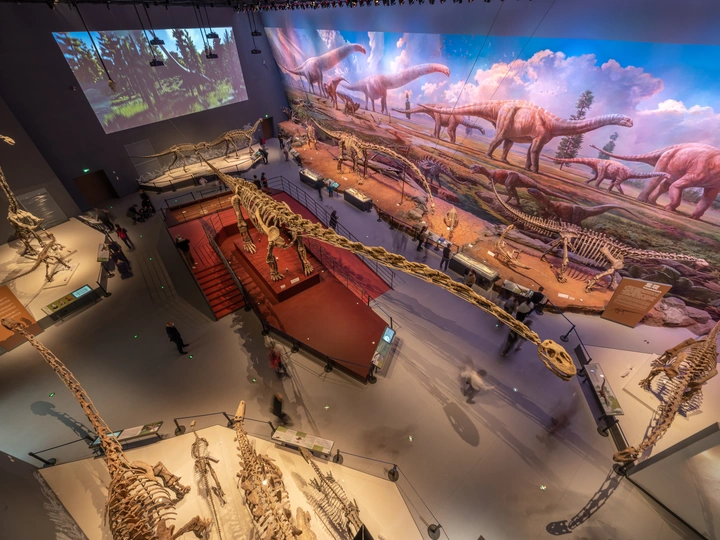 一个装满恐龙和其他动物图片的大房间