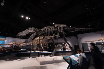 人们在博物馆里看着恐龙的骨骼模型。