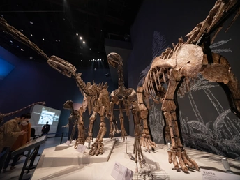 在博物馆展览的恐龙骨骼