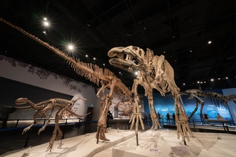 在博物馆中展示的一具大型恐龙骨架