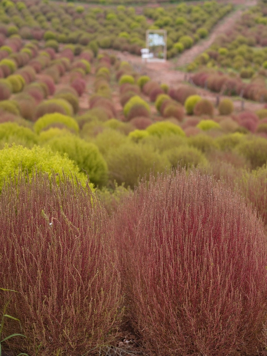 一片红灌木丛 背景中有树。