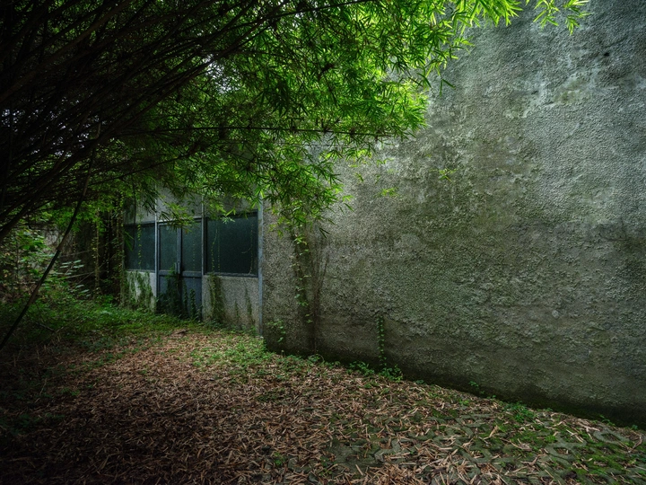 墙上的旧建筑物的门 在森林里