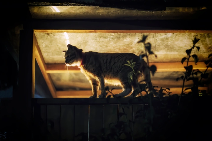 夜影守望