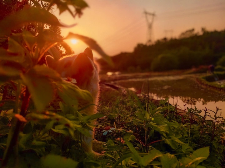 《夕阳下的狗狗》
