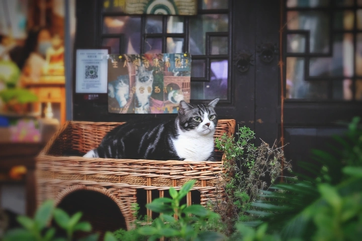 猫猫