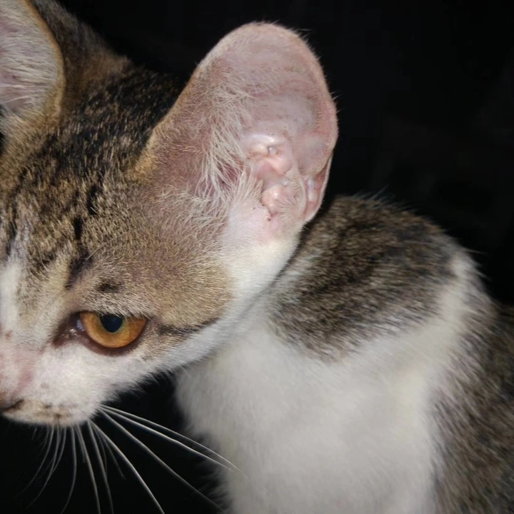 很酷的猫