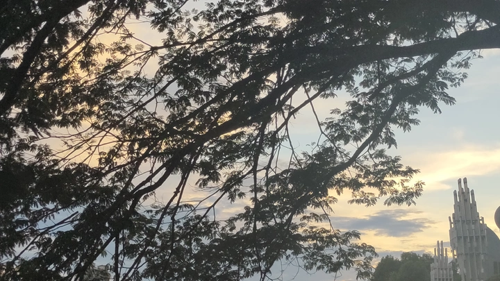 阳树