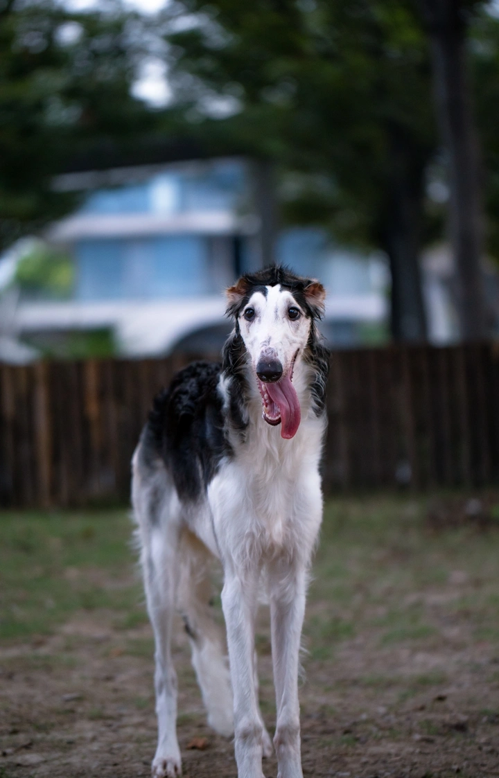 苏俄猎狼犬
