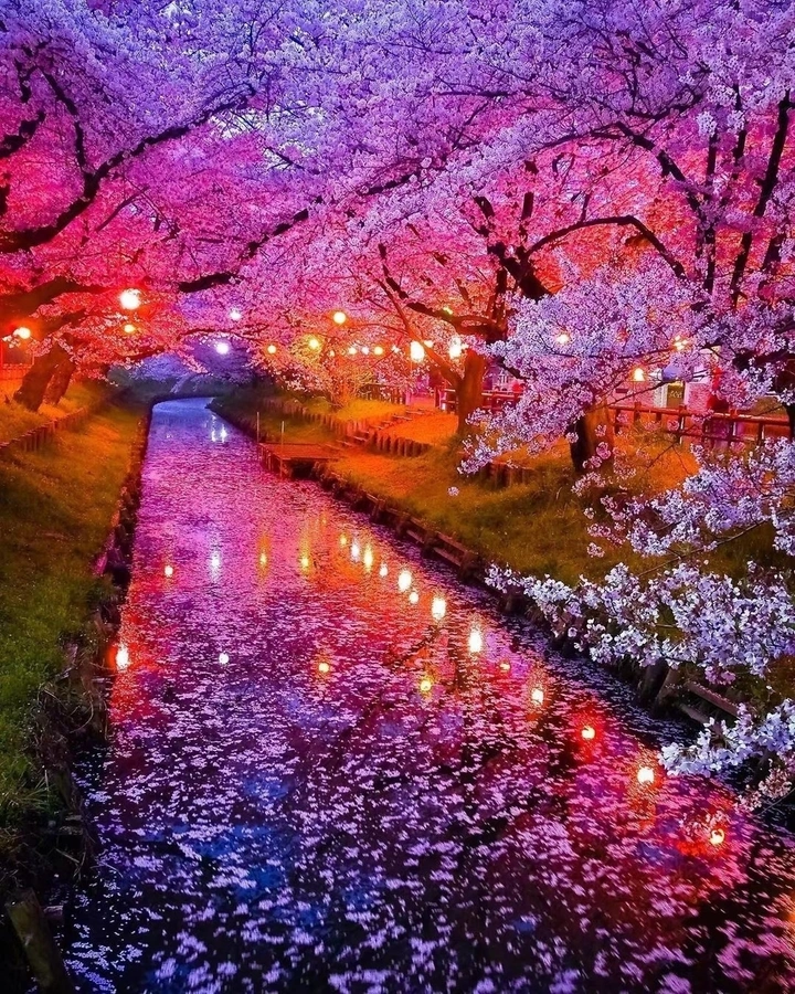 樱之物语🌸🌸🌸🌸