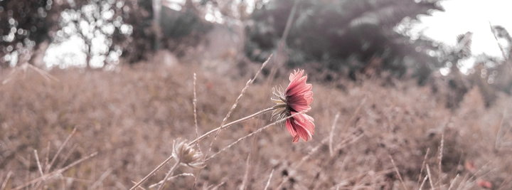 一點紅