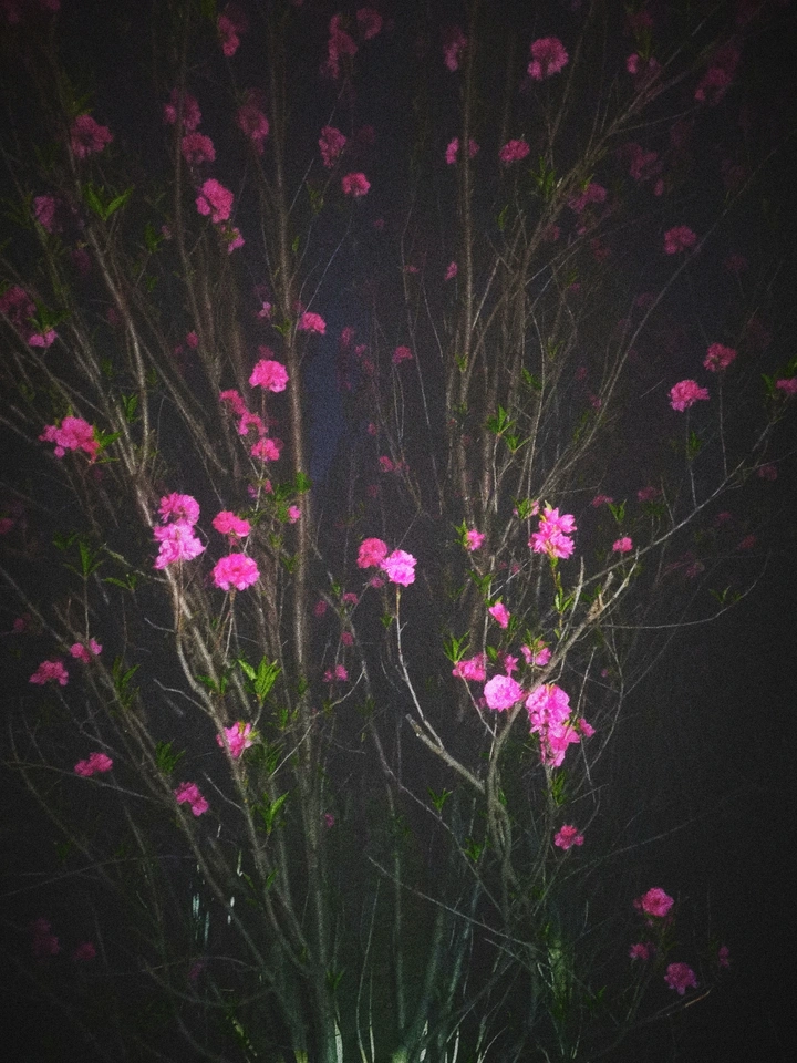 赏花