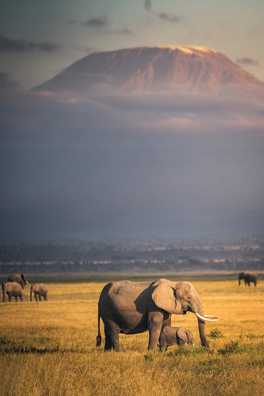 一群大象在草地上吃草 背景是一座大山。