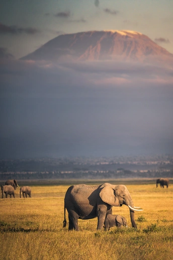 一群大象在草地上吃草 背景是一座大山。