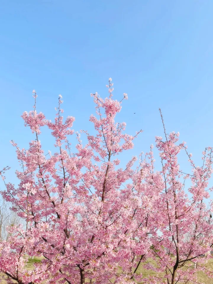 樱花盛开