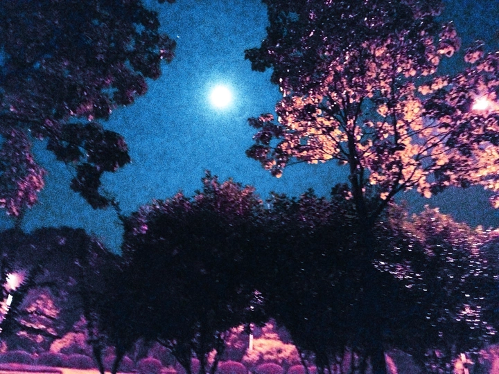 qi