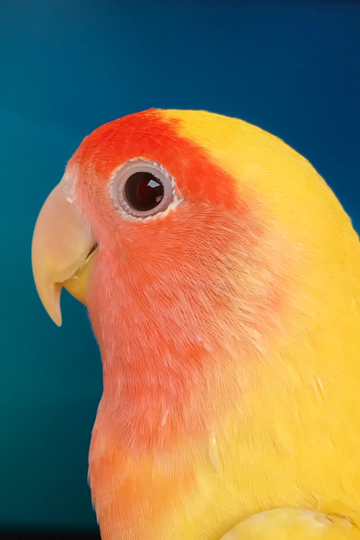 🦜：我很可爱