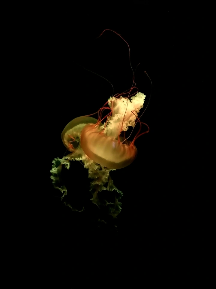 浪漫无忧
