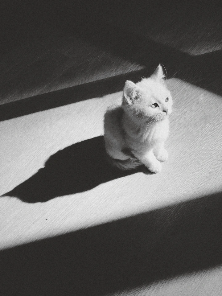 《艺术家的猫》