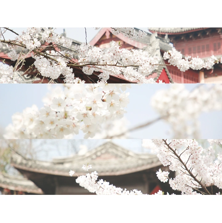 鸡鸣寺 早樱
