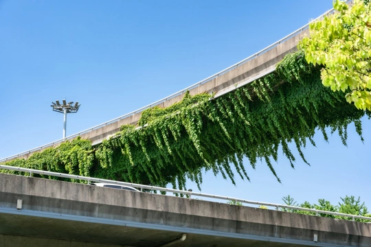 道路上的桥 屋顶上挂着绿叶
